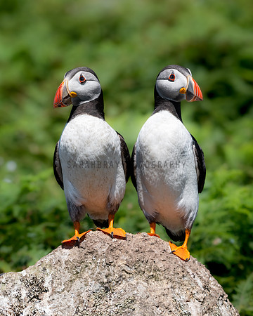 Puffin Twins