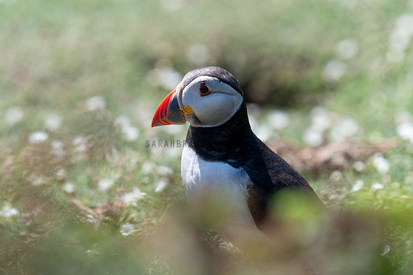 Puffin Flowers